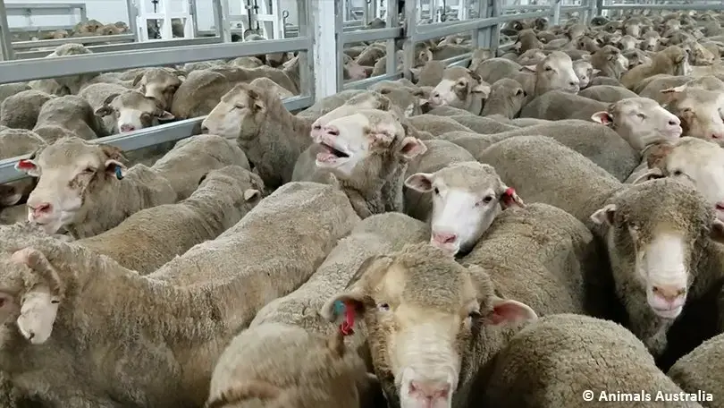 Transporturile ilegale de ovine, cel mai mare pericol biologic la adresa României / Amendă de 20.000 de lei