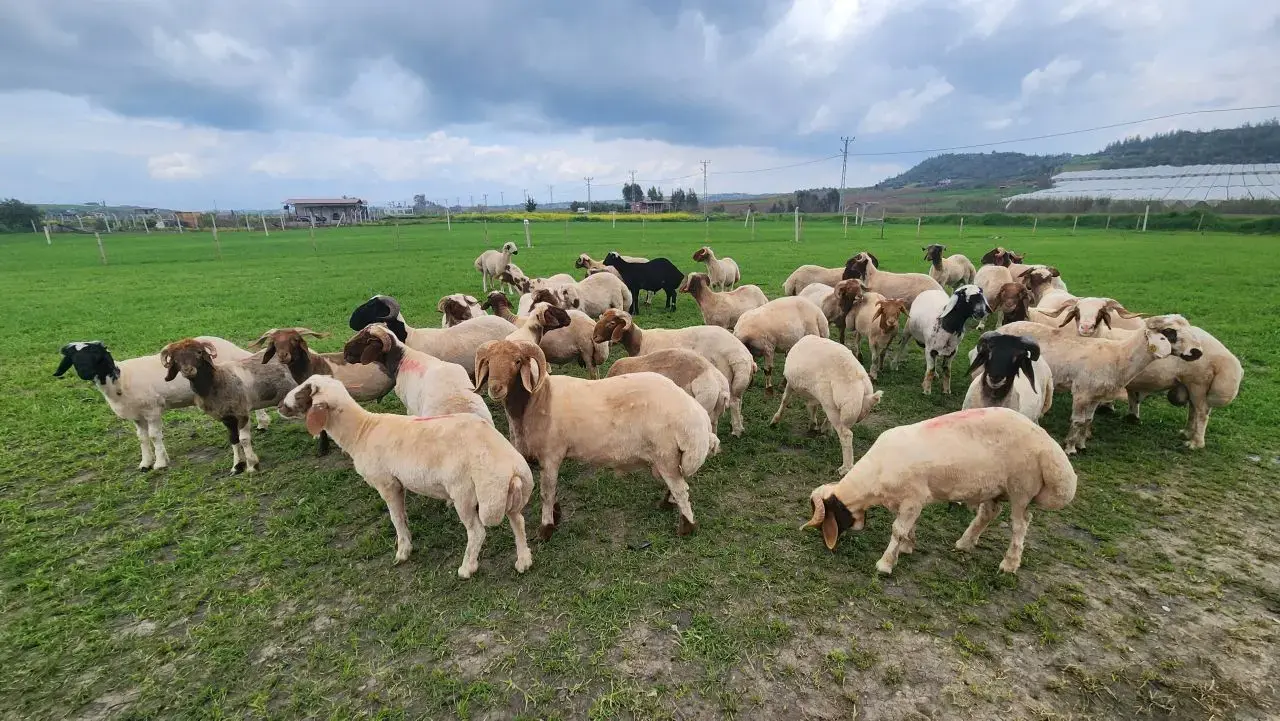 Bani europeni pentru fermieri: Sprijin de până la 50.000 de euro pentru crescătorii de animale