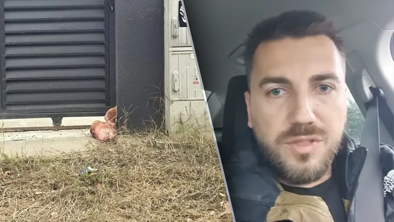 Capul de porc de la ușa lui Lulea: consilierul AUR dă vina pe Ariadna Cîrligeanu