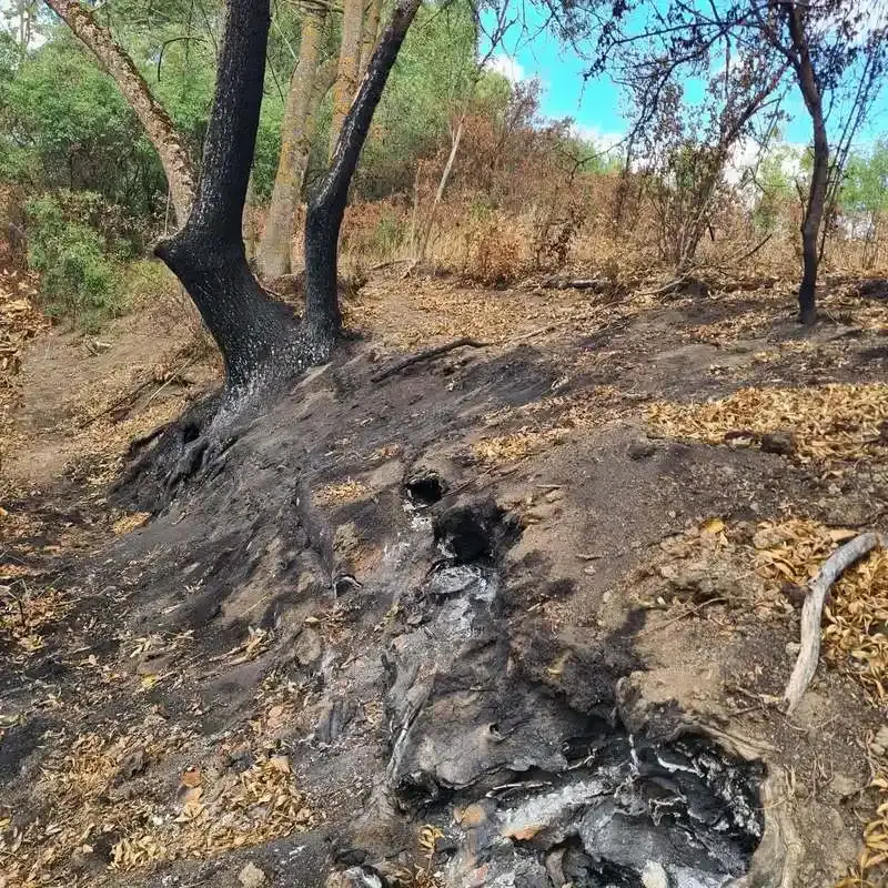 Incendiu subteran afectează 30 de hectare de pădure în Parcul Natural Lunca Mureșului